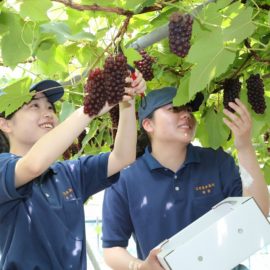 食品科学科：果樹・流通コース