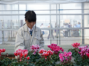 草花の栽培