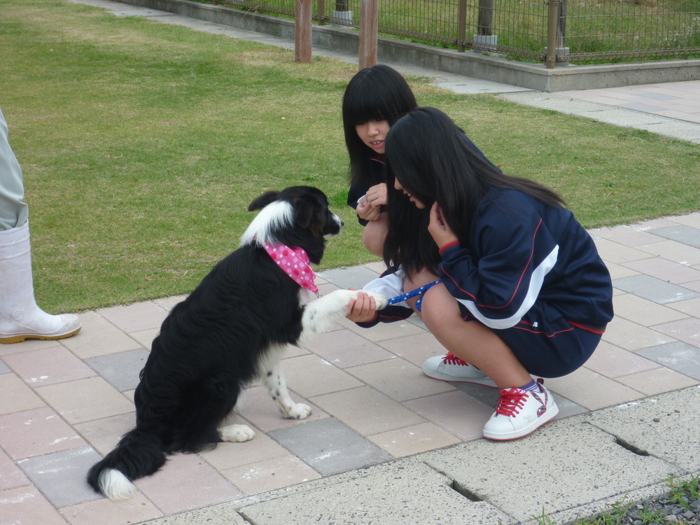 動物科学科2 島根県立出雲農林高等学校 動物科学科2 島根県立出雲農林高等学校