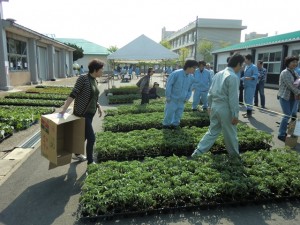 たくさんの野菜苗を販売