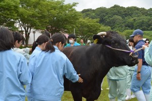 和牛団体戦