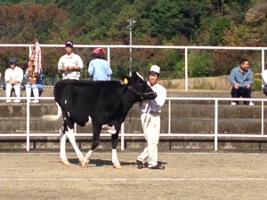 牛をひいています