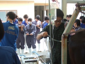 3年生　過剰排卵処理実習