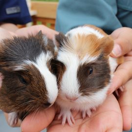 【動物科学科】モルモットの赤ちゃん誕生!!!!