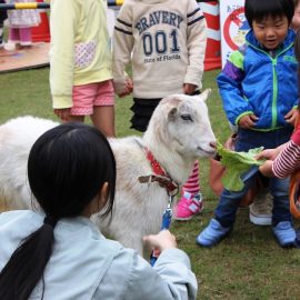 ４／２９平田愛宕山公園で移動動物園開催!!～「出雲コーチン」デビュー