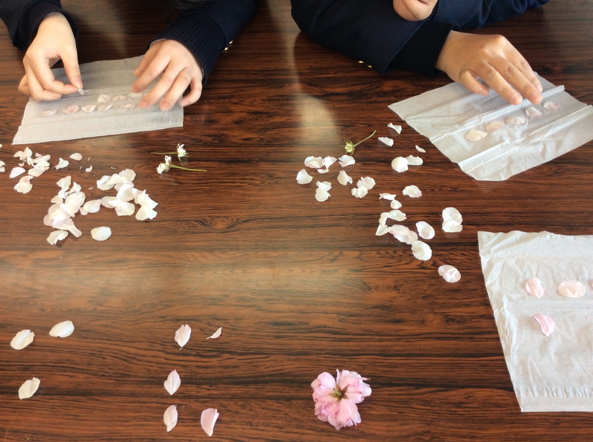 桜の押し花を作りました 島根県立出雲農林高等学校