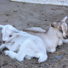 【動物科学科】動物広場～春の出産ラッシュ!！