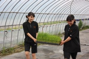 動物科学科１年生 田植え風景