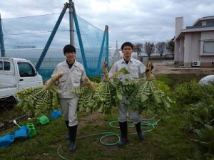ダイコンを収穫