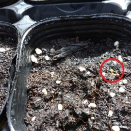 【環境科学科】１年生　農業と環境～トウモロコシの発芽について～