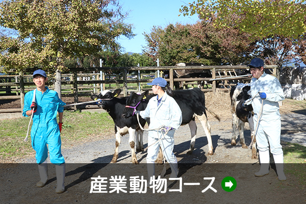 産業動物コース