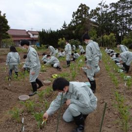 【環境科学科１年】スイートコーンの栽培