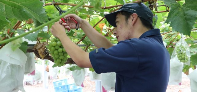 【食品科学科】シャインマスカットの収穫・販売実習を行いました