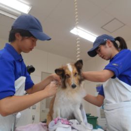 【動物科学科】３年生総合実習～犬のシャンプー～