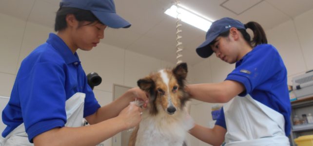 【動物科学科】３年生総合実習～犬のシャンプー～
