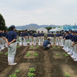 【動物科学科】ハクサイの定植