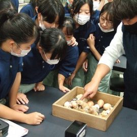 【動物科学科】ヒナがふ化しました！