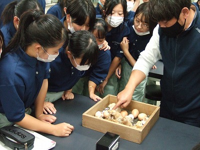 【動物科学科】ヒナがふ化しました！