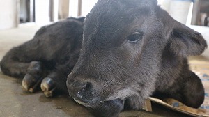 【動物科学科】子牛が生まれました！