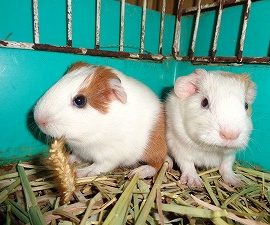 【動物科学科】モルモットが産まれました!！