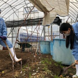 【食品科学科】ブドウ苗木の掘り上げと生育調査の様子