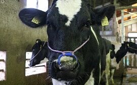 出産した母牛