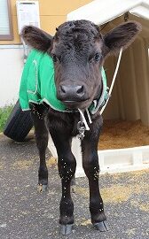 【動物科学科】子牛が誕生しました！