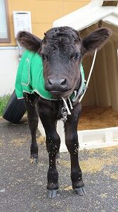 【動物科学科】子牛が誕生しました！