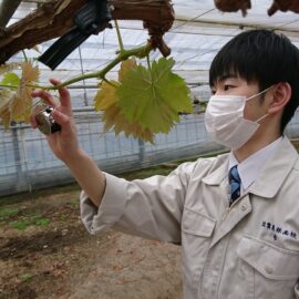 【食品科学科】シャインマスカットの芽かき【一人一樹木シリーズ】