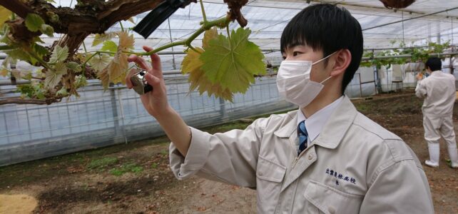 【食品科学科】シャインマスカットの芽かき【一人一樹木シリーズ】