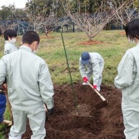 【食品科学科】果樹の苗木を定植しました！