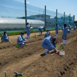 【植物科学科】１年生がミニトマトの定植をしました！