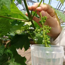 【食品科学科】花穂散布処理の様子【一人一樹木シリーズ】