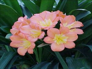 ピンクの花