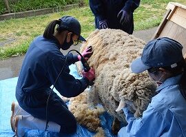 【動物科学科】ヒツジの毛刈りをしました!！