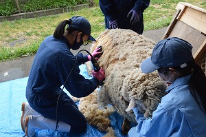 【動物科学科】ヒツジの毛刈りをしました!！