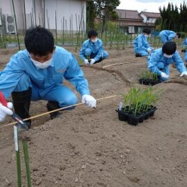 【環境科学科１年】スイートコーンの栽培２