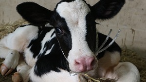 【動物科学科】ホルスタイン種の子牛が生まれました