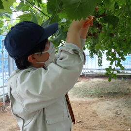 【食品科学科】ブドウ摘粒の様子【一人一樹木シリーズ】