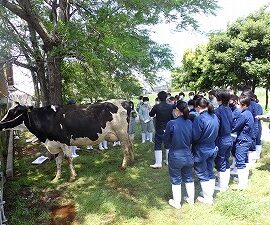 【動物科学科】家畜審査競技県大会に向けて勉強会が始まりました。