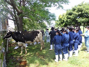 【動物科学科】家畜審査競技県大会に向けて勉強会が始まりました。