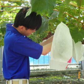 【食品科学科】ブドウ袋かけ・笠かけ【一人一樹木シリーズ】