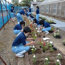 【植物科学科1年】「草花」花壇用草花の栽培２