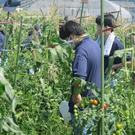 【植物科学科１年生】スイートコーンの収穫をしました！！