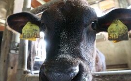 【動物科学科】夏休みに生まれた子牛を紹介します！
