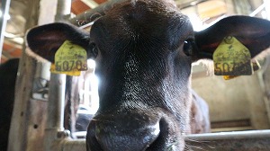 【動物科学科】夏休みに生まれた子牛を紹介します！