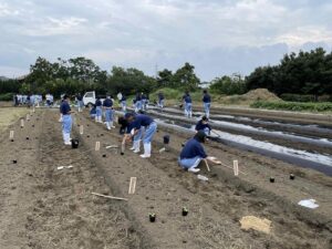 播種・定植の様子②