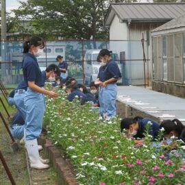 【植物科学科１年】「草花」花壇用草花の栽培３