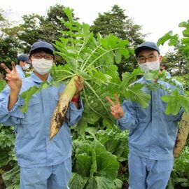 【動物科学科】ハクサイ・ダイコンの収穫をしました！！！