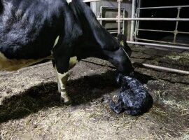 【動物科学科】子牛が生まれました！